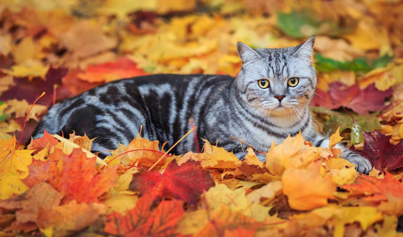 cat, autumn, animal, mouth, leaf