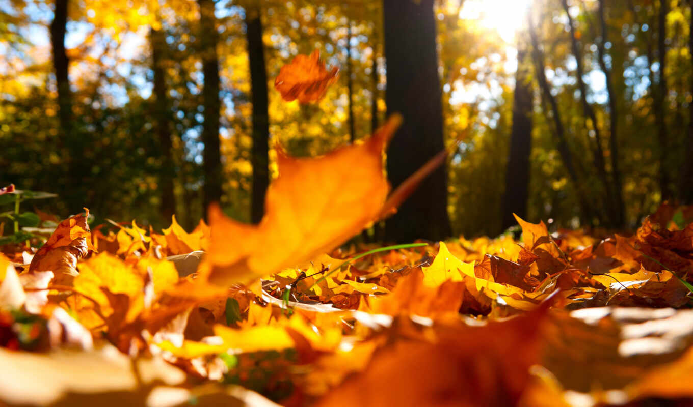 природа, осень, листва, клен, леса