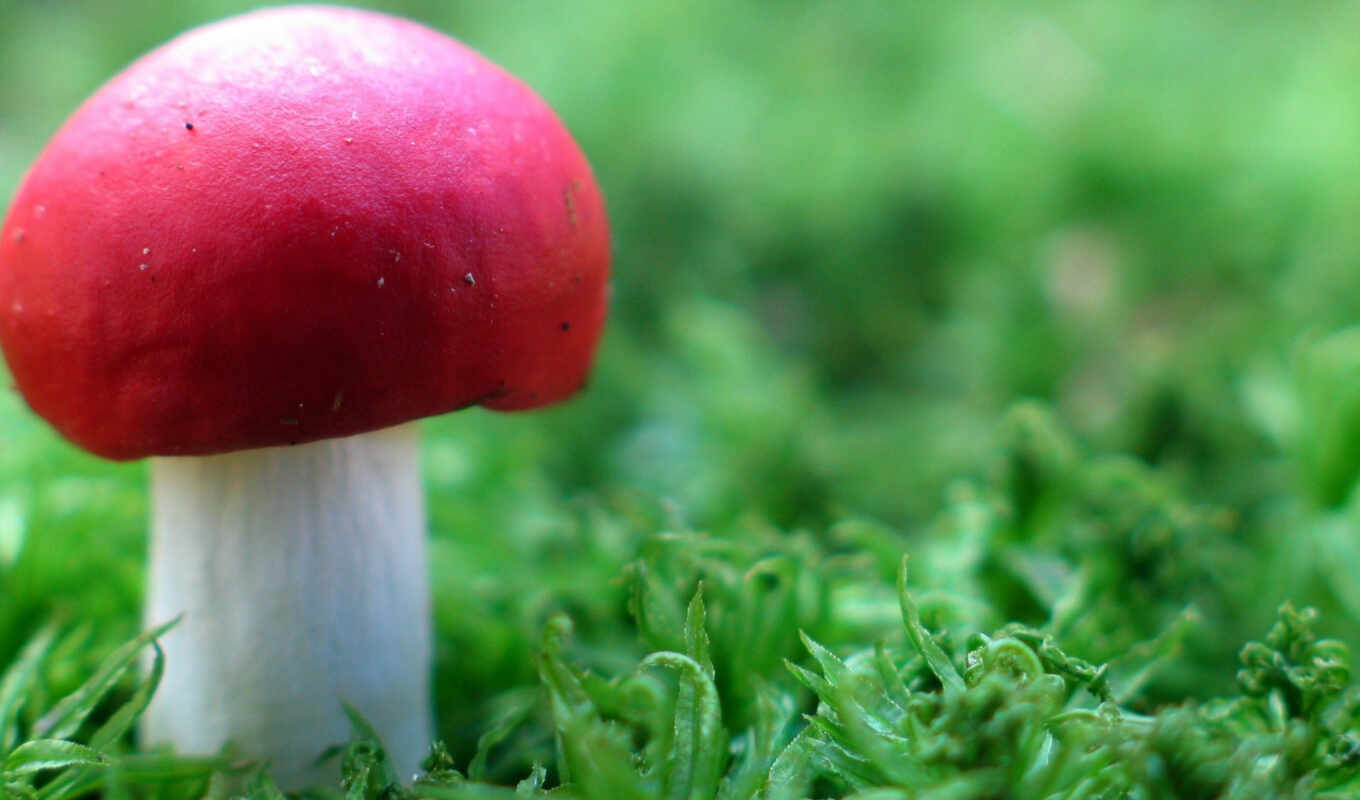 grass, add, daler, red, bang, mushroom, nuclear, favorites, mushrooms, fly agaric, with a hat