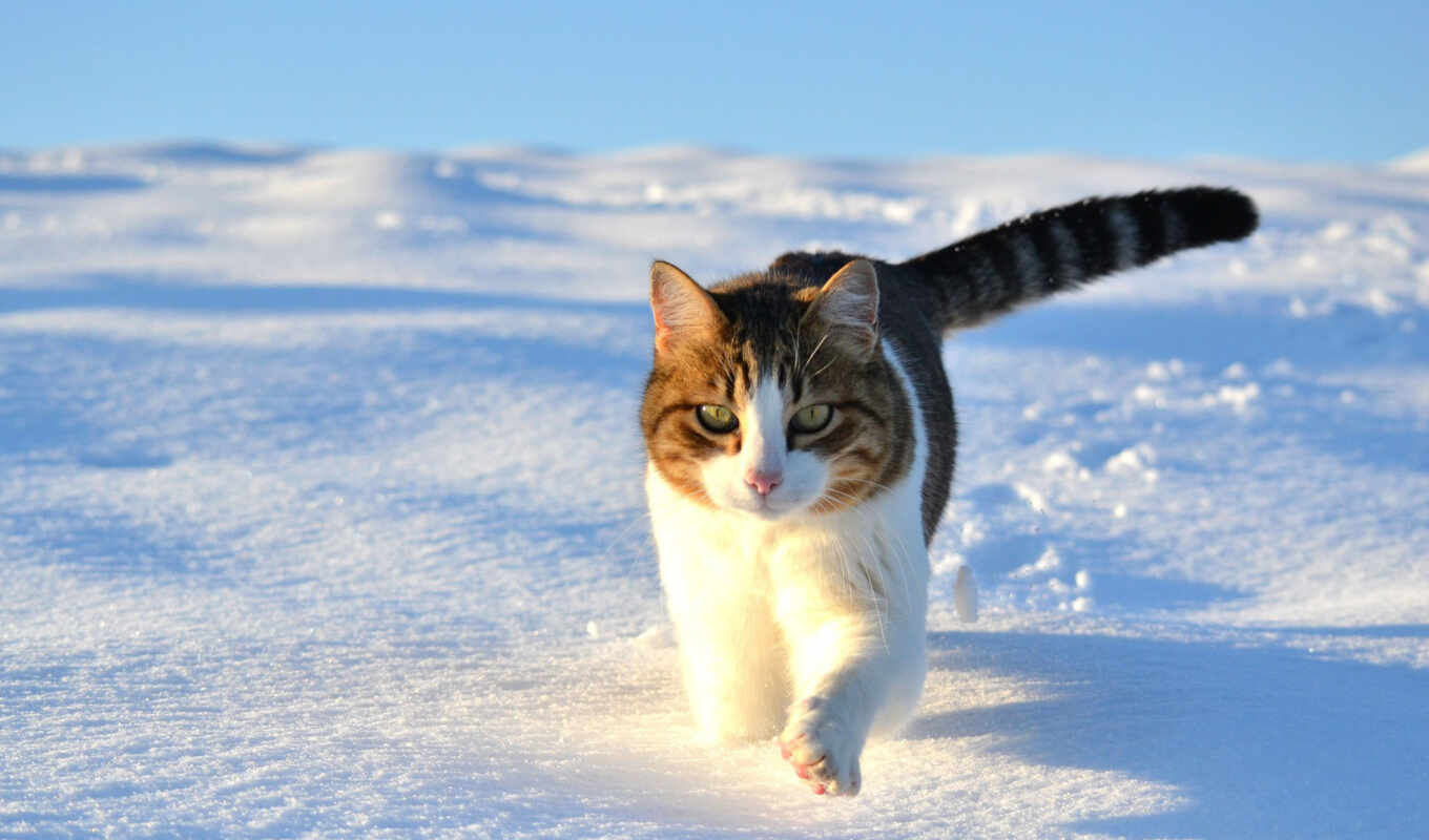 iphone, snow, winter, cat, cats, snow, walk, in winter