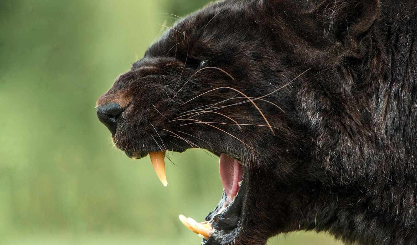 black, predator, muzzle, mouth, shank, jaguar, panther, panthers