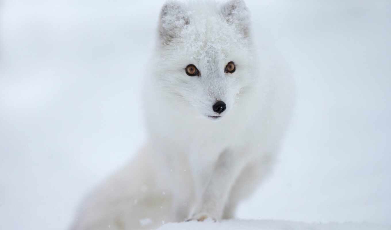 white, snow, fox