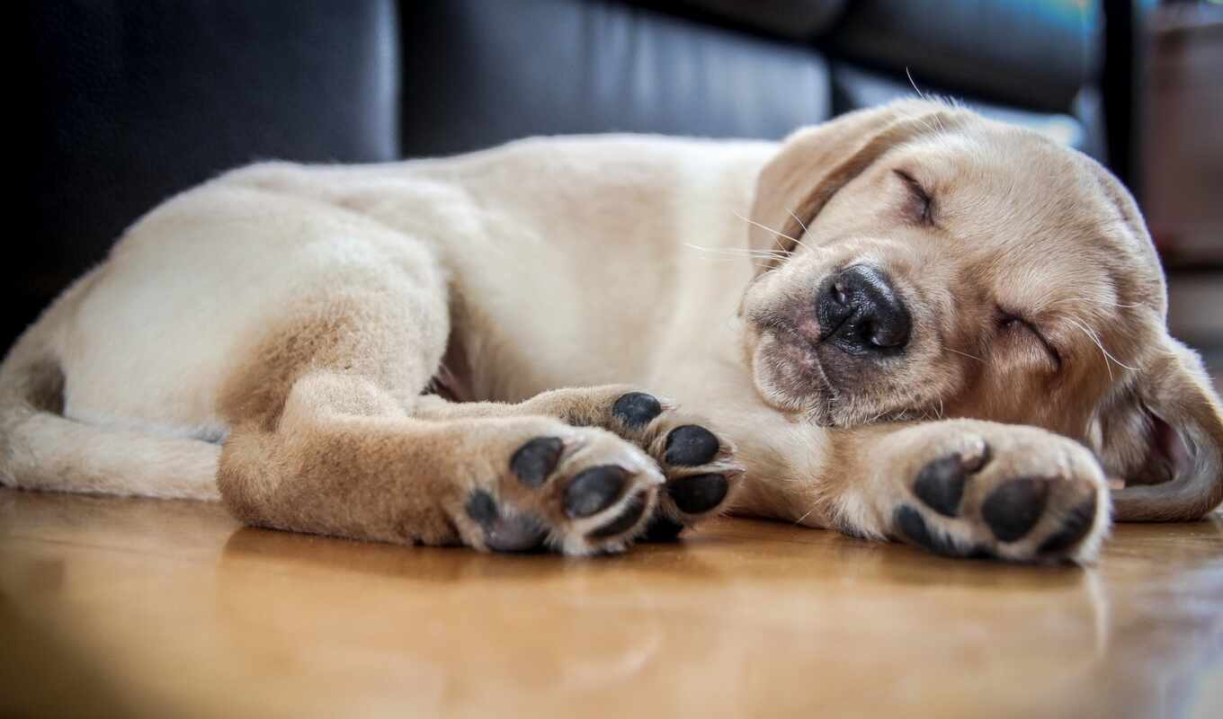 cute, dog, pose, puppy, Labrador, sleep, retriever, pet