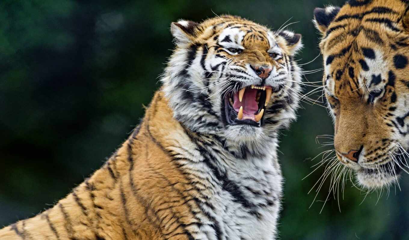 тигр, тигрица