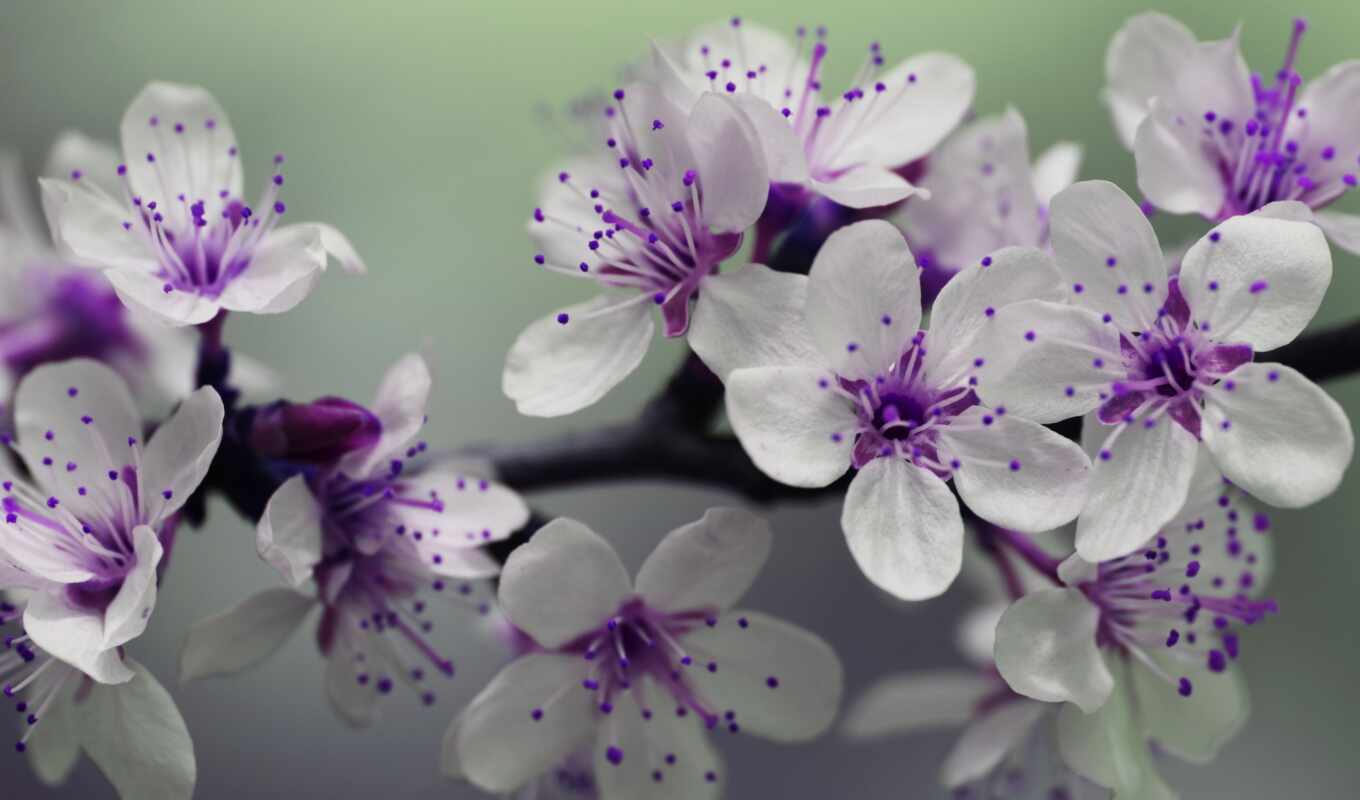 flowers, branch, spring, purple