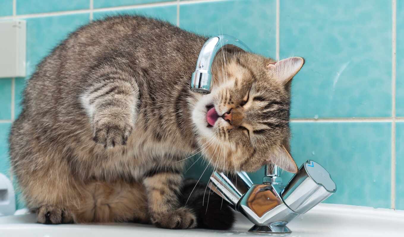 water, кот, funny, tap, напиток, rare