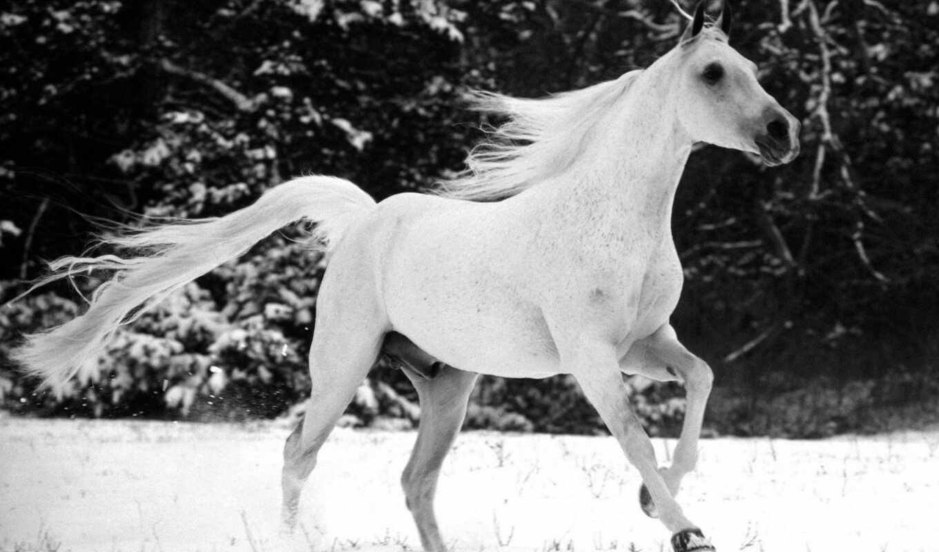 ipad, white, stallion