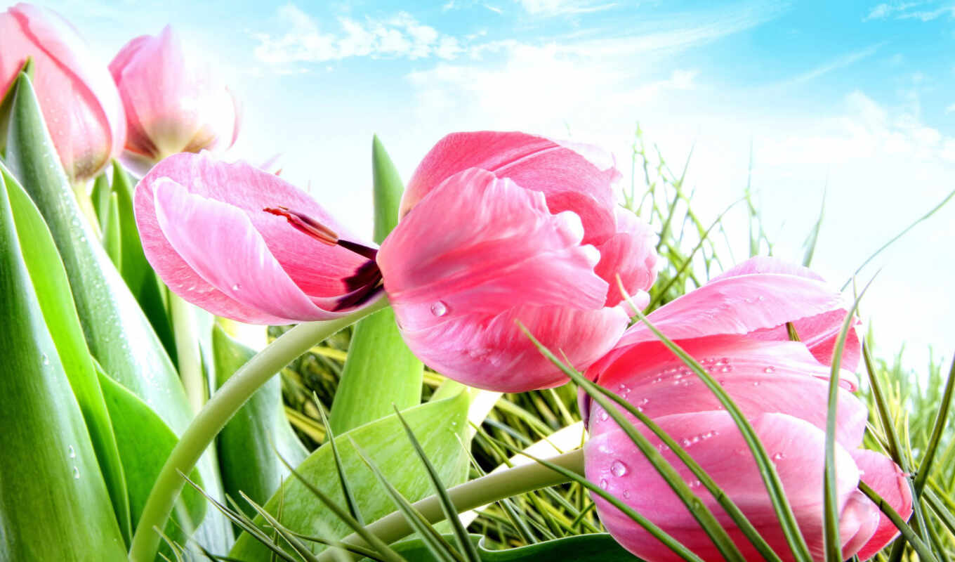 pink, tulips, cvety, vesna
