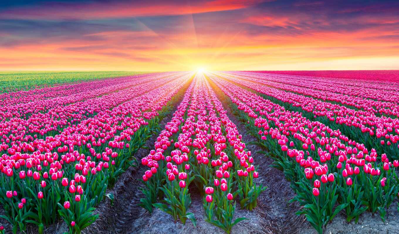 and, display images, holland, animal, flowers, background image, tulpen