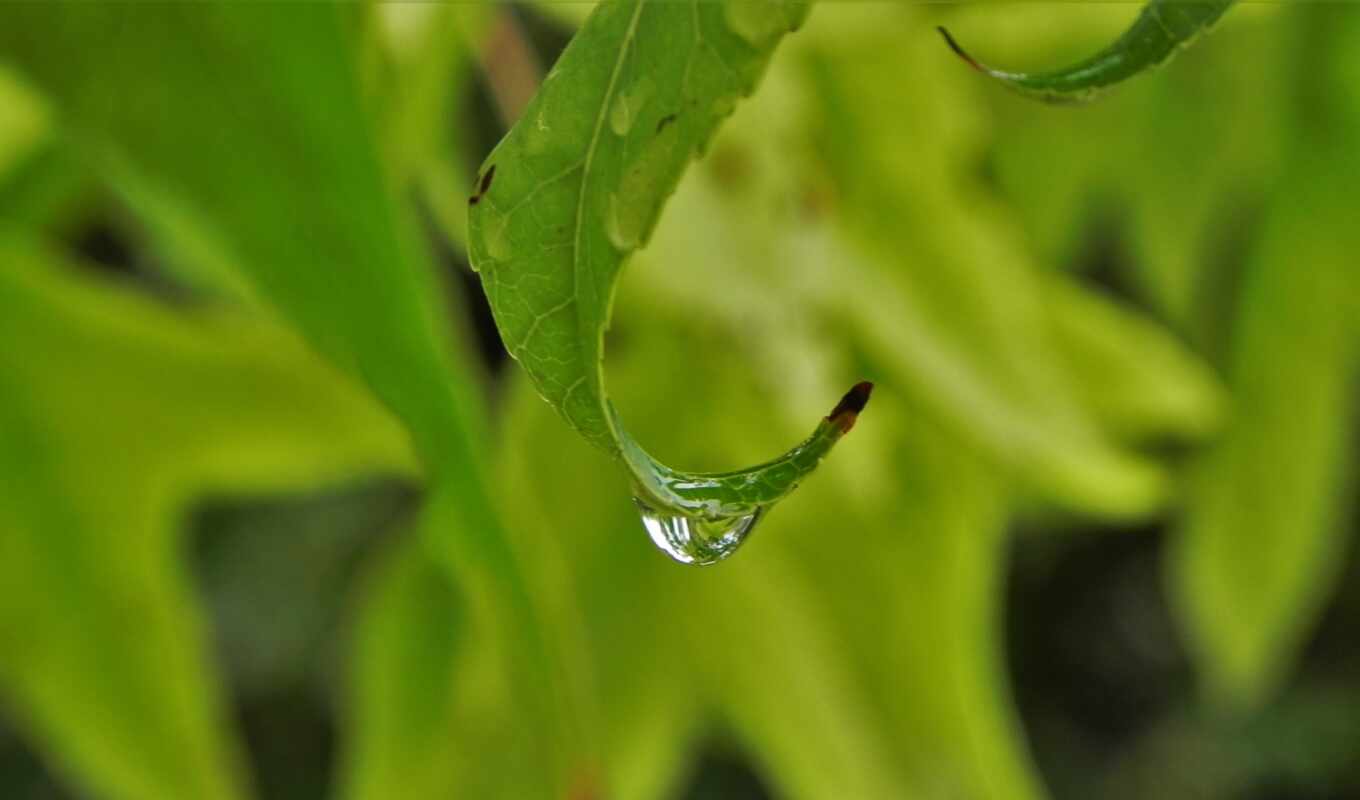 desktop, drop, water, листва