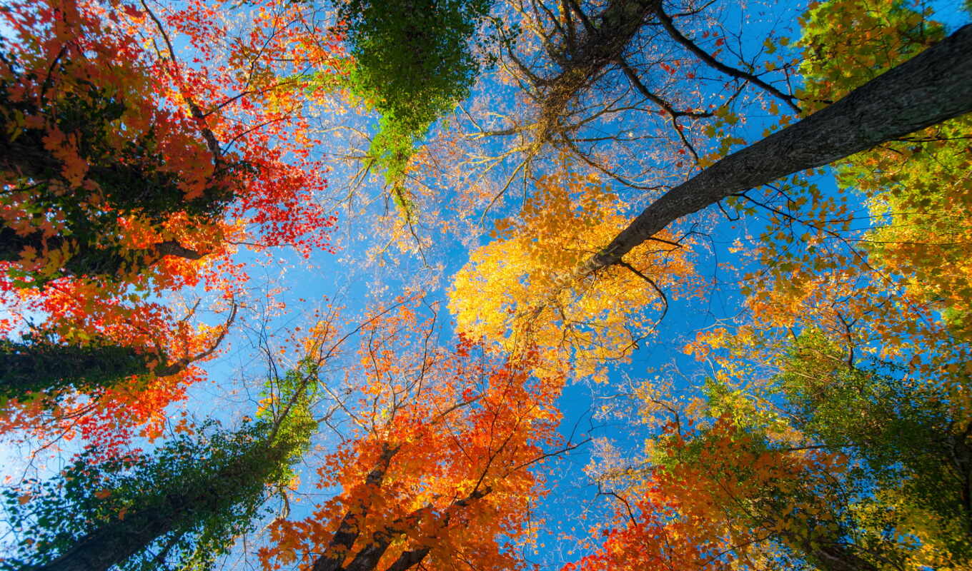 full, широкоформатные, красивые, картинки, осень, осени, деревьев, осенних, микс