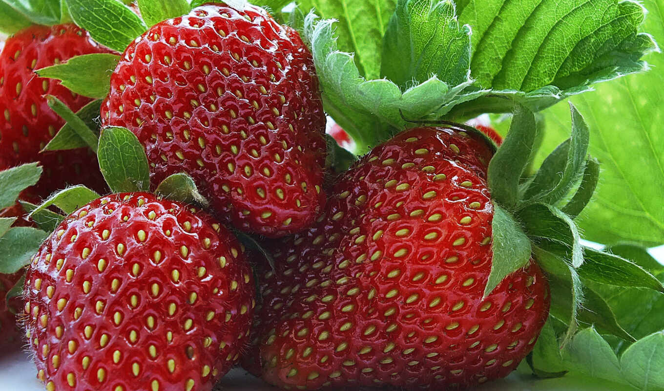 garden, which, strawberry, variety