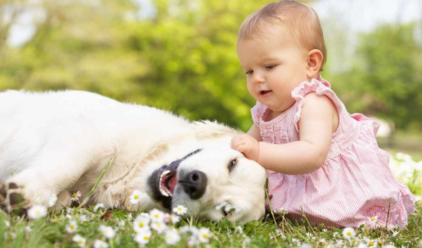 love, dog, which, animal, baby, kid, perro, parent, pet, mascota