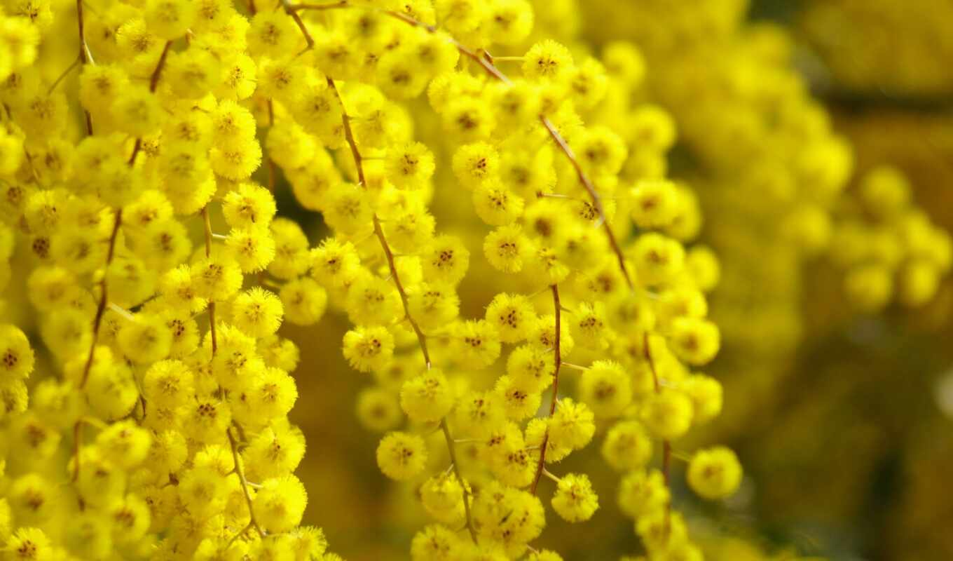 цветы, community, сообщение, yellow, цитата, erlikon, цитатник, mimosa