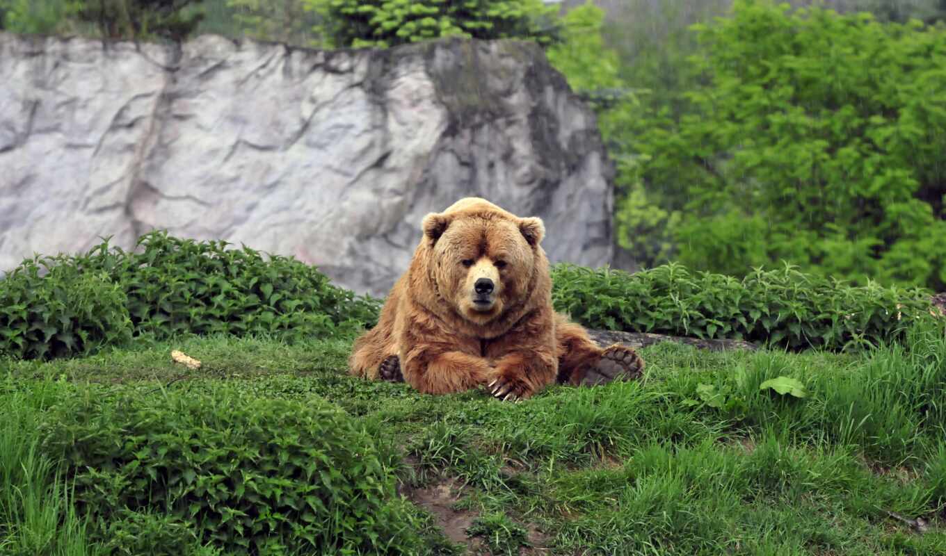 медведь, animal