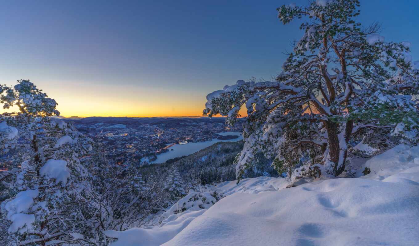 tree, snow, morning, sunrise, sugrob