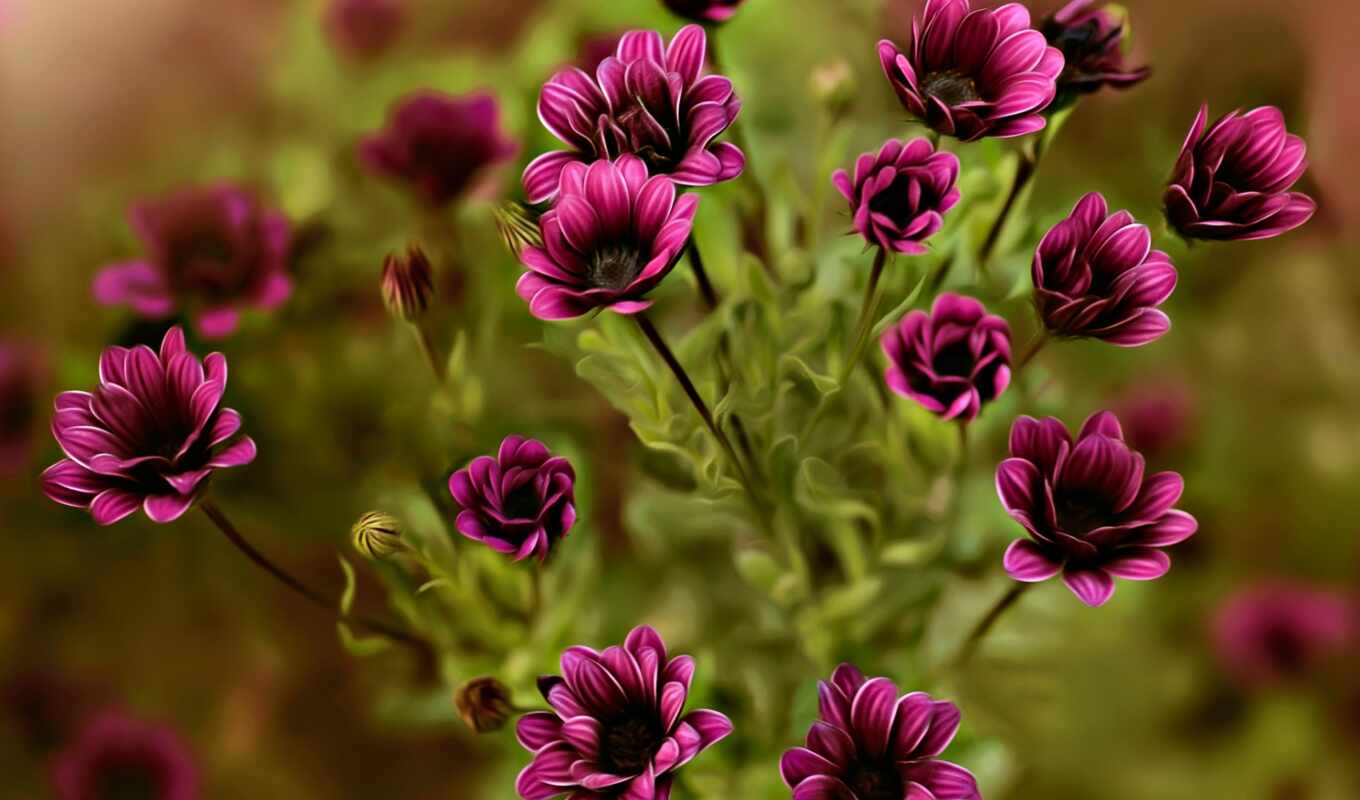 flowers, purple, dina, closing, telhamus