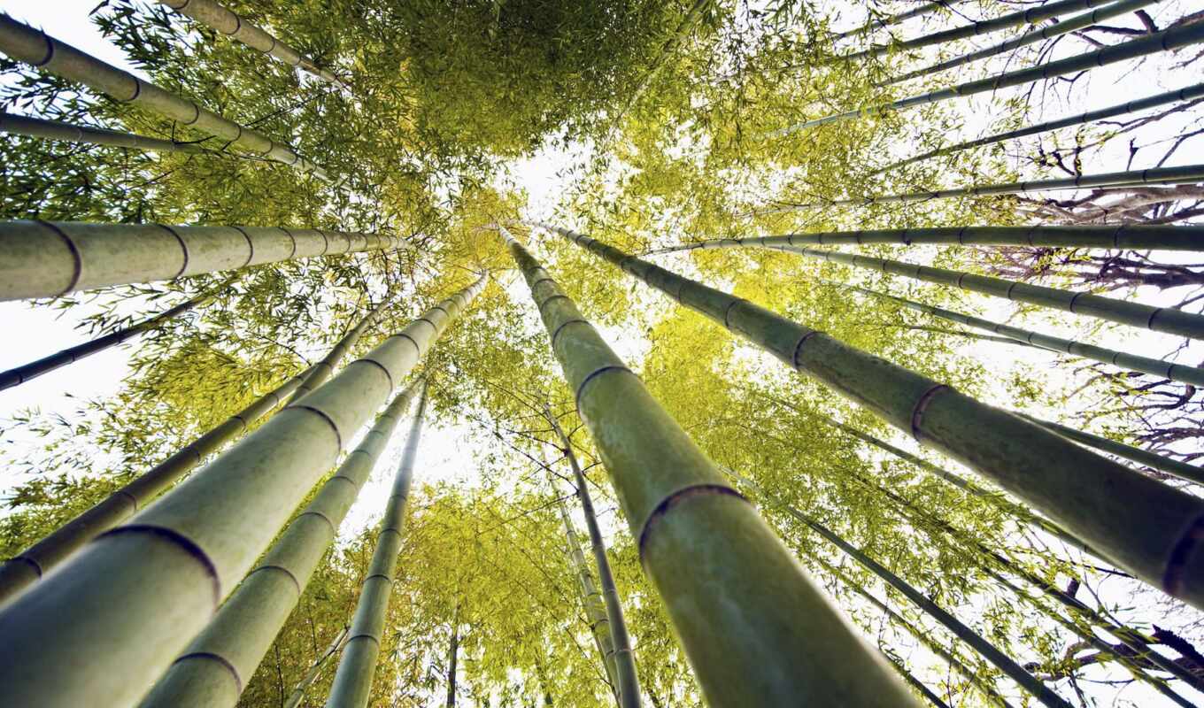 mobile, free, live, бамбук, lucas, cabo, bambu