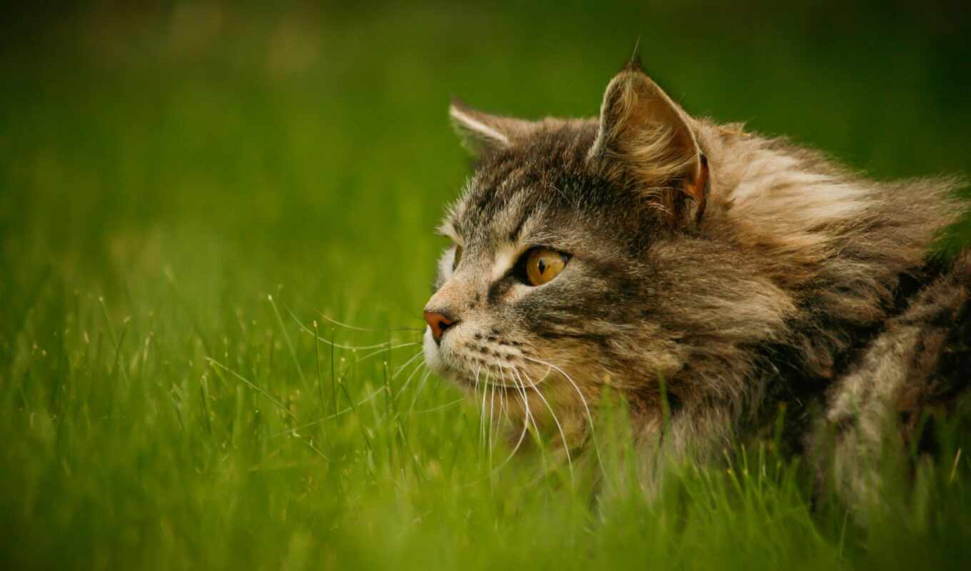 collection, view, green, gray, grass, cat