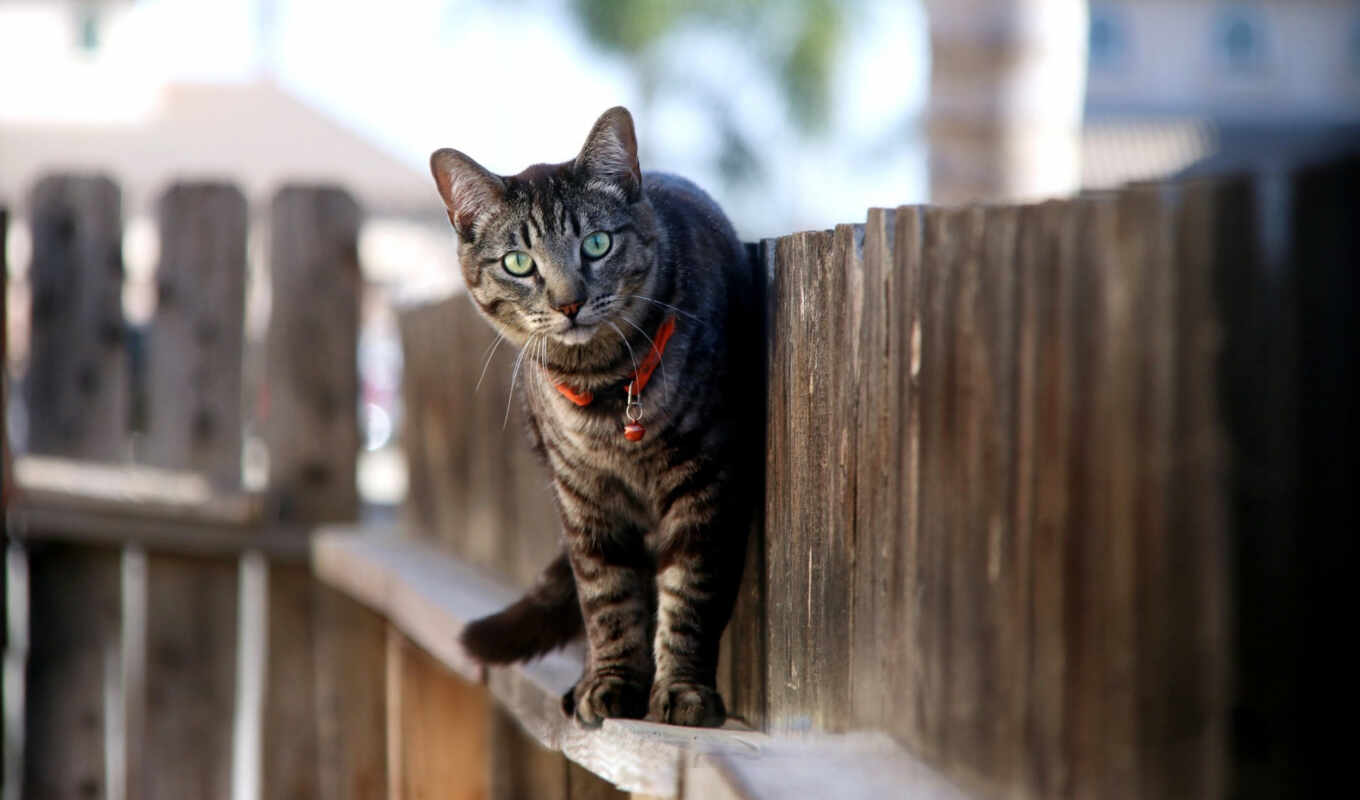 new, cat, breed, side, sign, fence, domestic, short