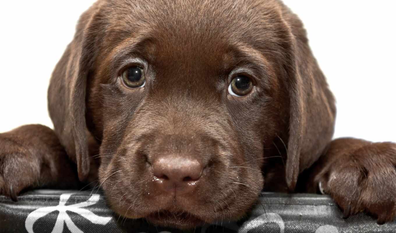 view, eye, dog, puppy, sad, muzzle, Labrador, animal, retriever