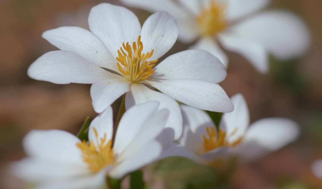 flowers, white, blurring