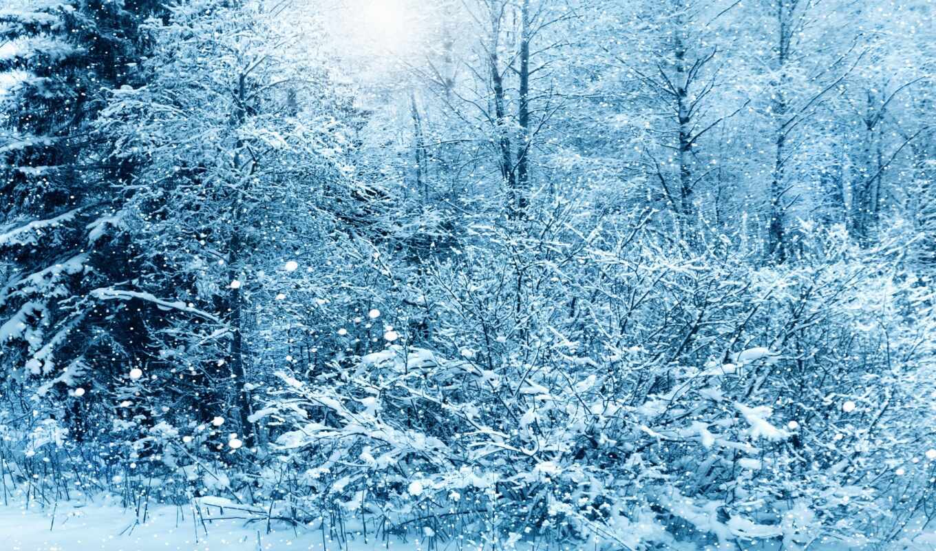 дерево, иней, снег, winter, nieve