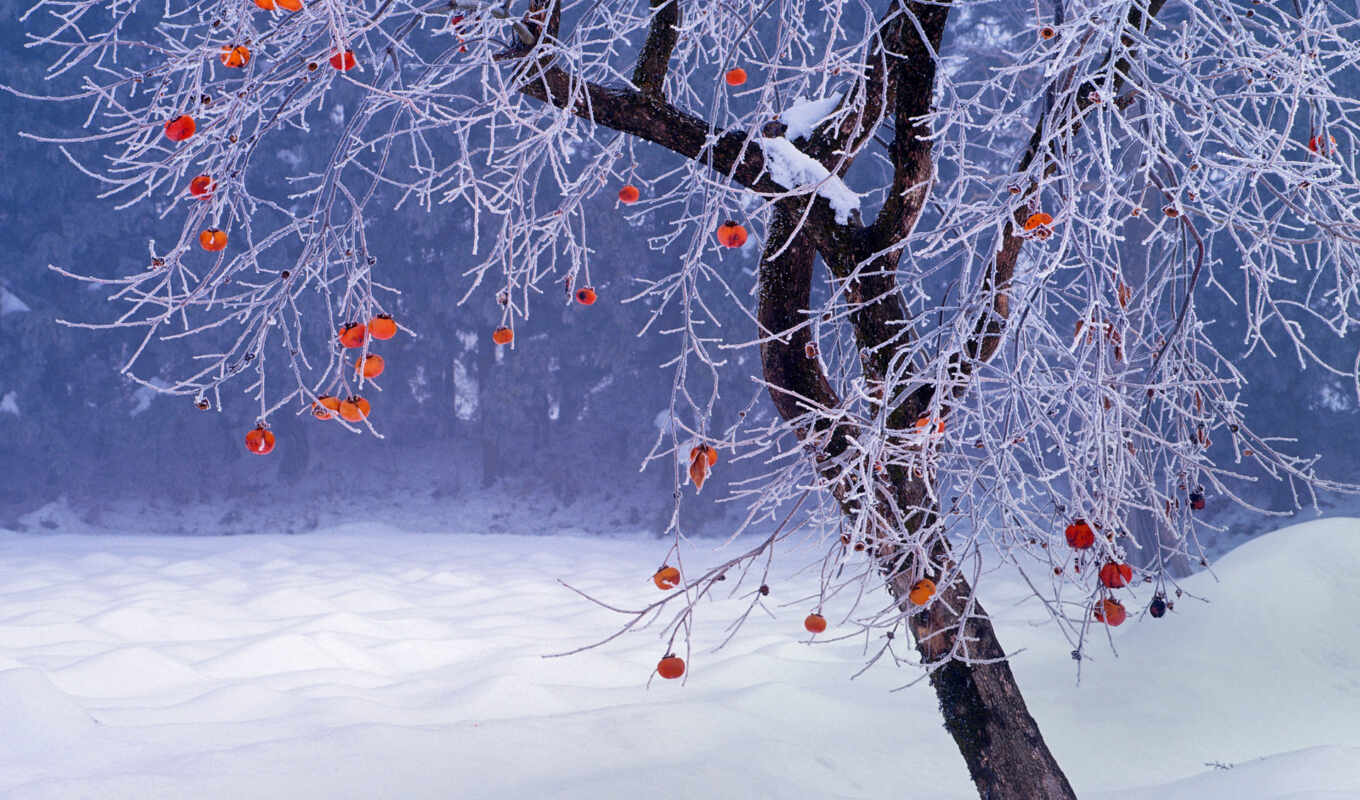 картинка, дерево, снег, winter, хурма, meal