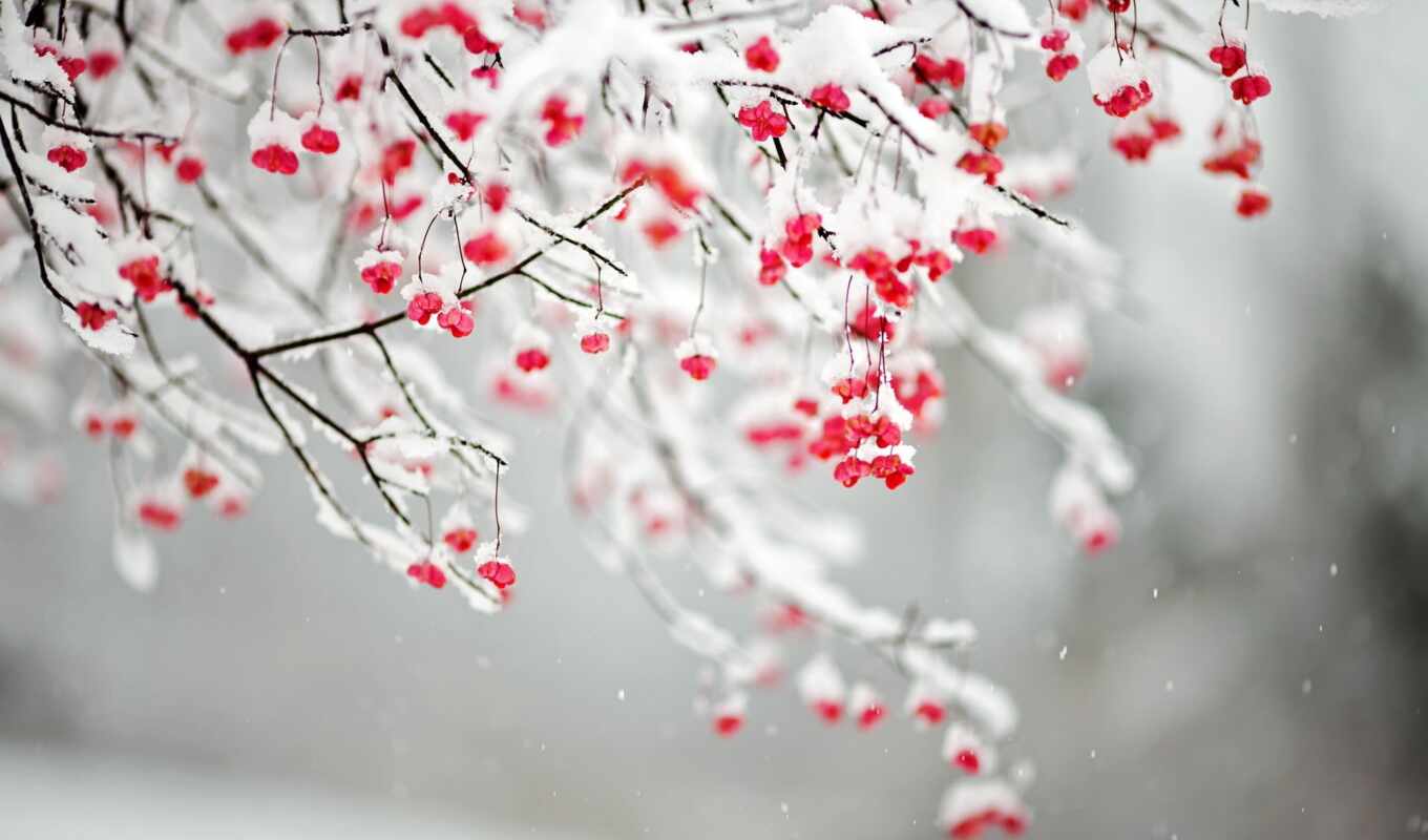 снег, ягода, рябина, stoloboi
