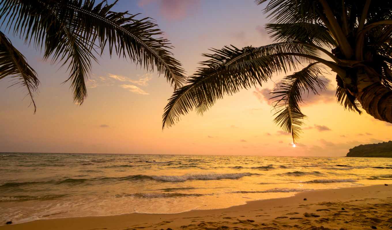 дерево, закат, пляж, песок, волна, palm, yellow