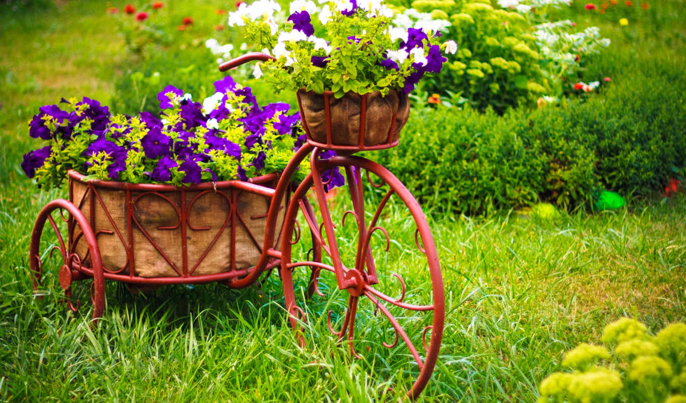 flowers, bike, мотоспорт, cvety, petunia