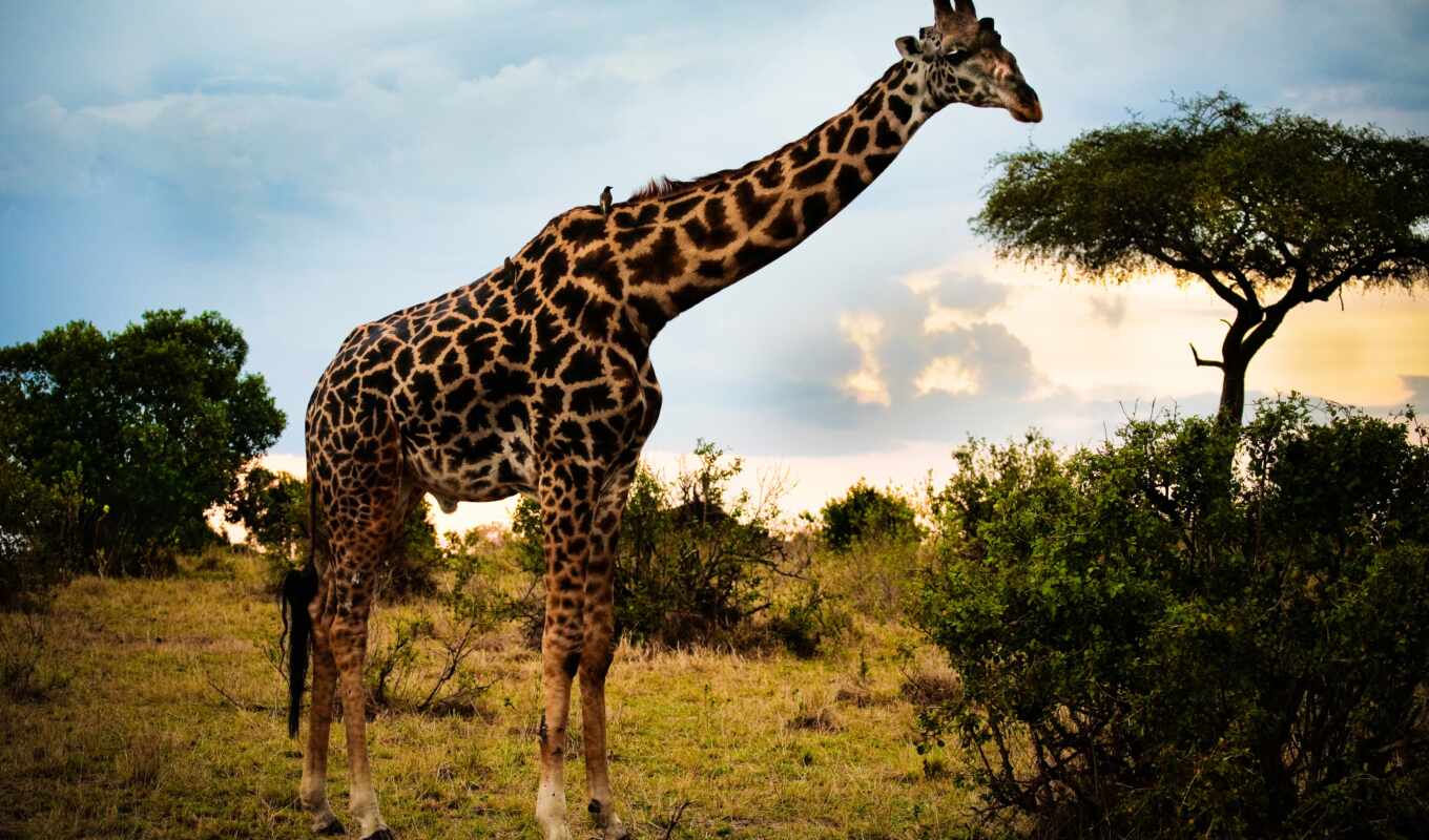 может, сзади, саванна, animal, жираф, zhivotnye, животного, африки, жирафы