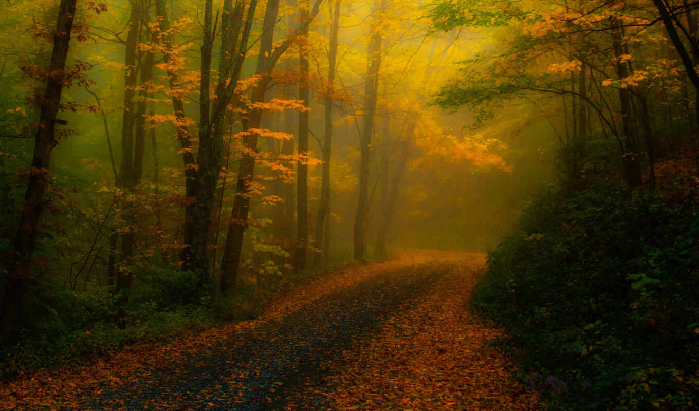 природа, дерево, лес, сша, осень, туман, carolina, дорогой, northern, fore