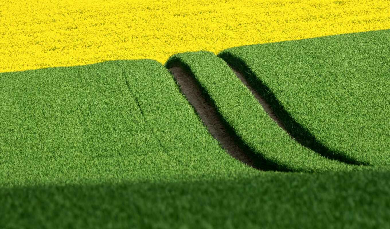 nature, green, field, spring, yellow, expensive, weed, rapeseed, green, yellow