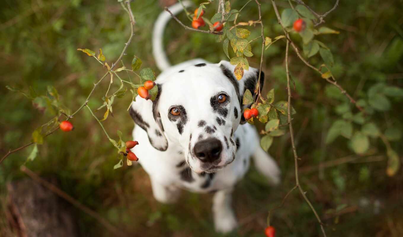 собака, animal, dalmatian