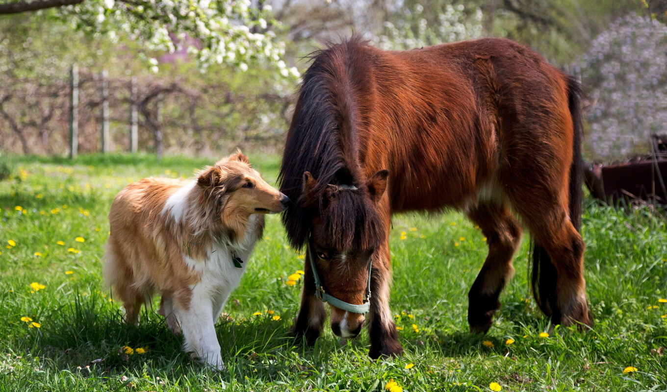 взгляд, лошадь, трава, собака, пони, колли