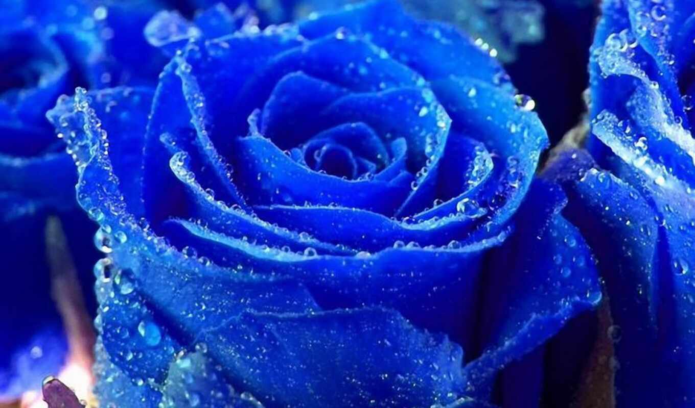 more, blue, see, pinterest, color, roses, ideas, royal