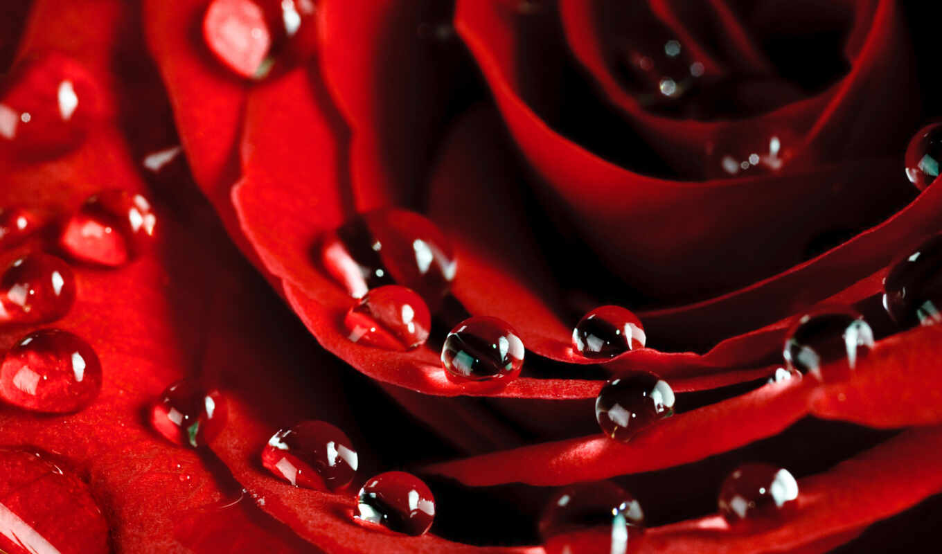 rose, drops, roses, bush, roses, waters, downloads, scattered, petals, petals