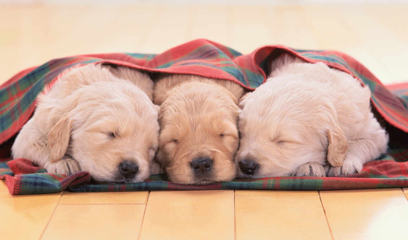 cute, source, собака, dogs, спать, stay, сон, щенки