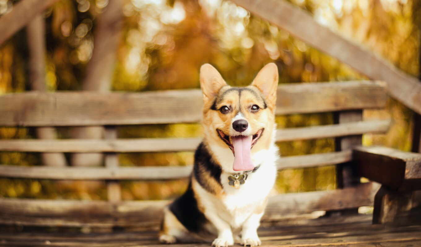 picture, sits, dog, dogs, zoo club, different, nature, ♪, corgi, cardigan