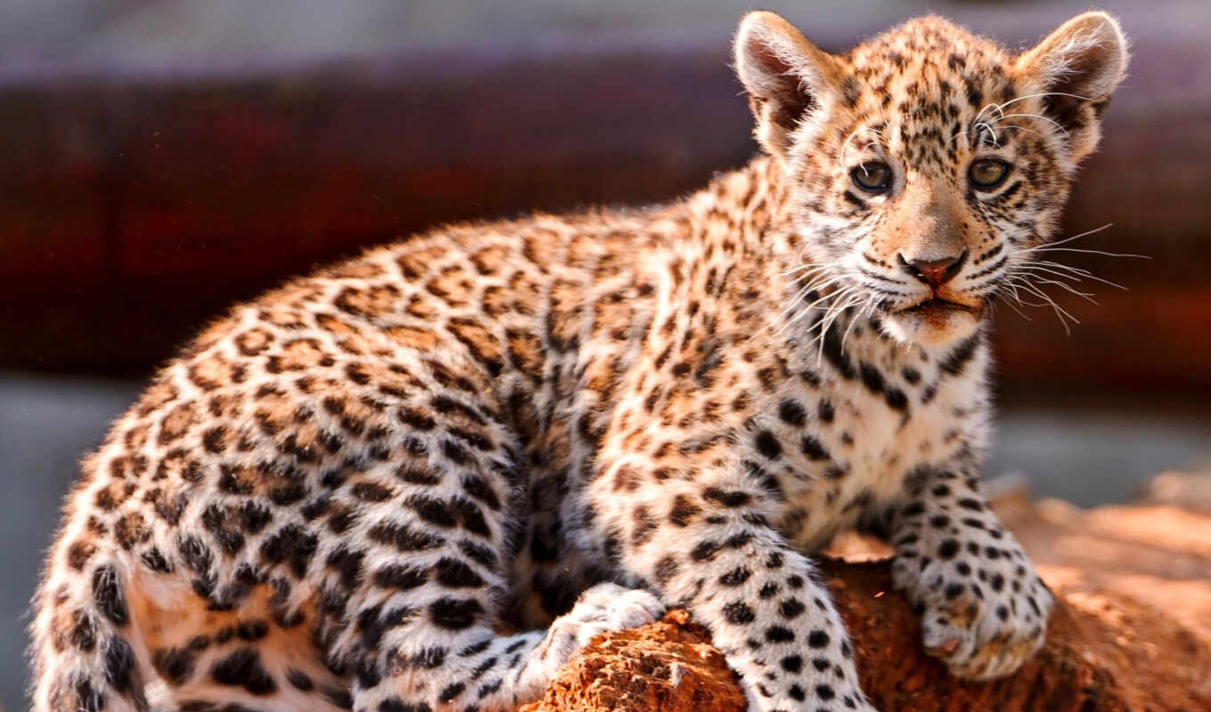 grass, leopard, cats, kitty, muzzle, the cub, zhivotnye, lepard