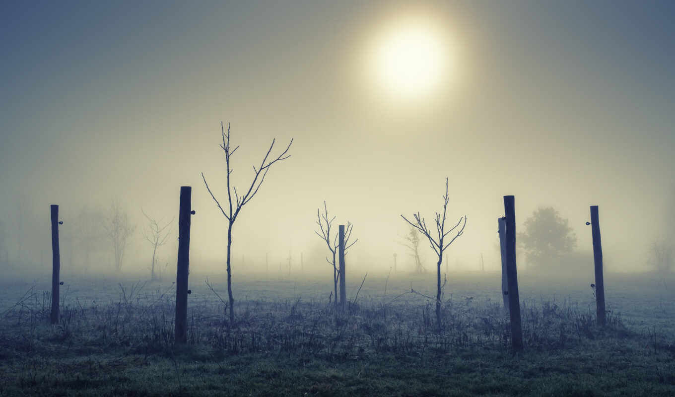 поле, landscape, утро, туман, natural