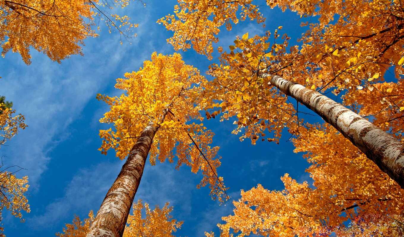природа, лист, золотистый, осень, flash
