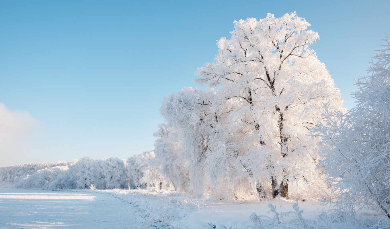 природа, дерево, снег, winter, landscape
