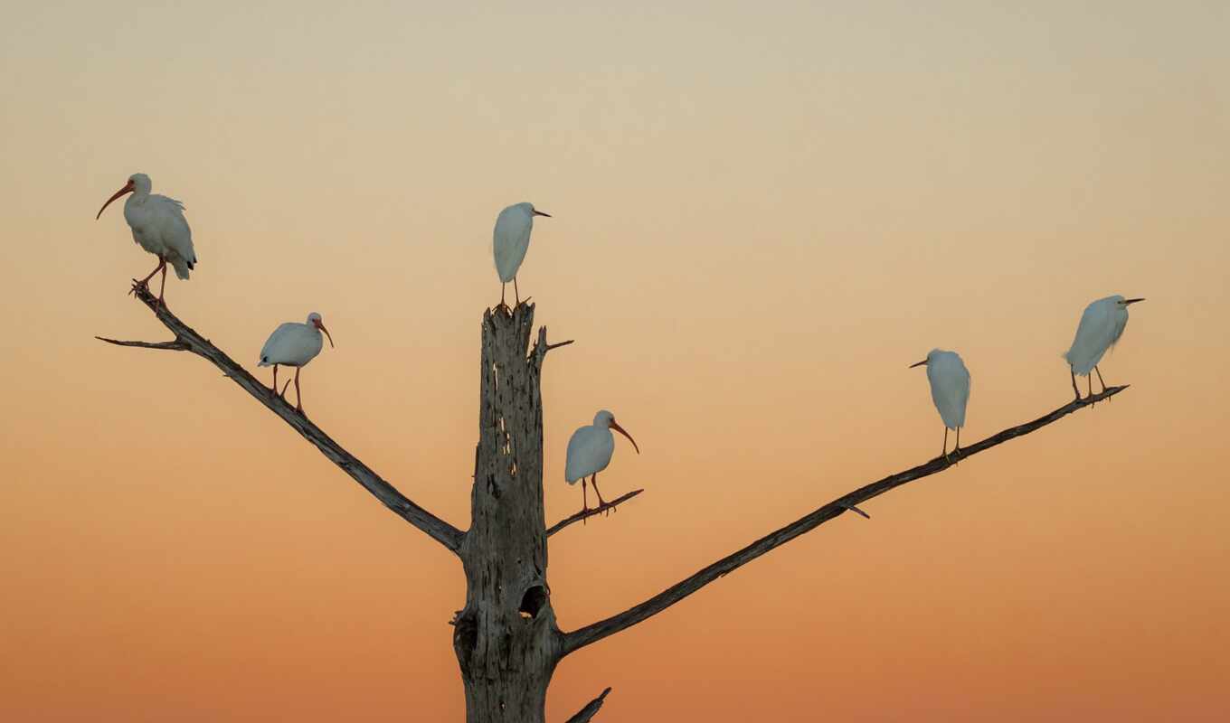 aistoobraznoi, центр, egret, snowy, ibis, white, balance, вопрос, природа, птица, bayou