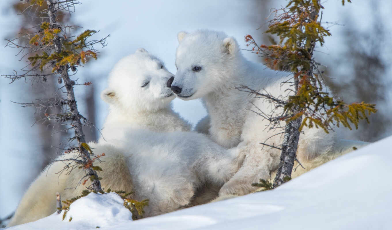 снег, медведь, animal, baby, polar, млекопитающее