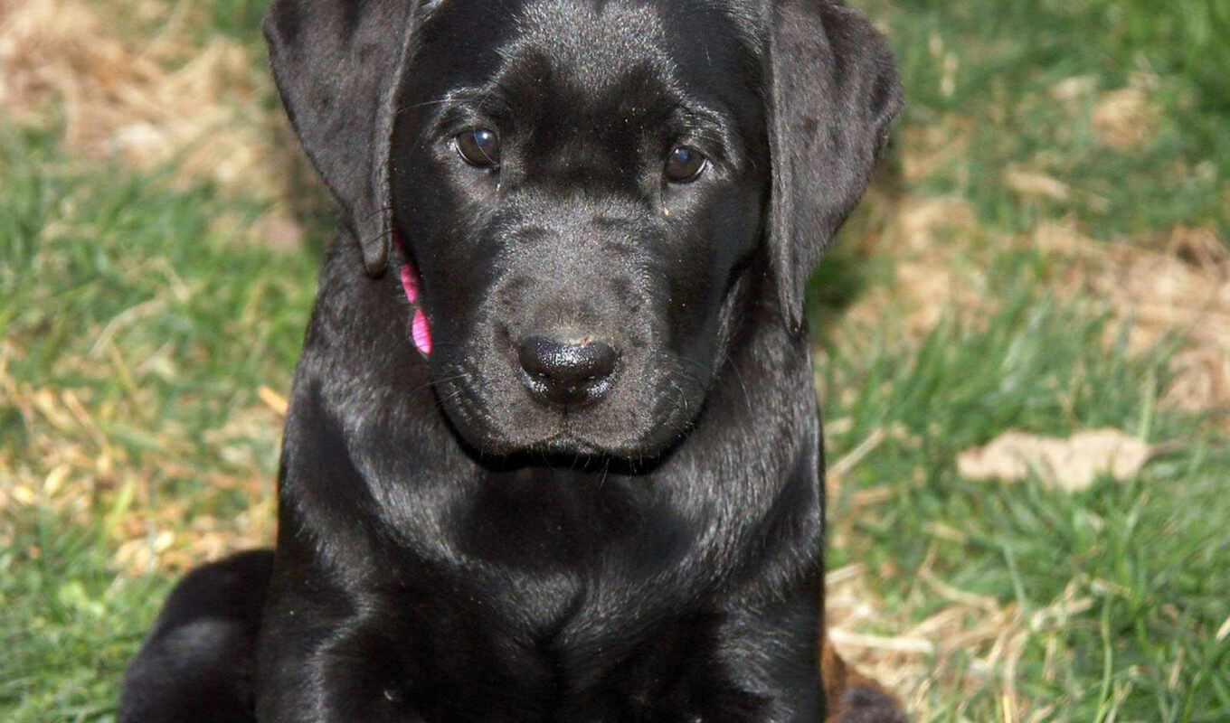 black, cute, dog, puppy, Labrador, chernysh, black