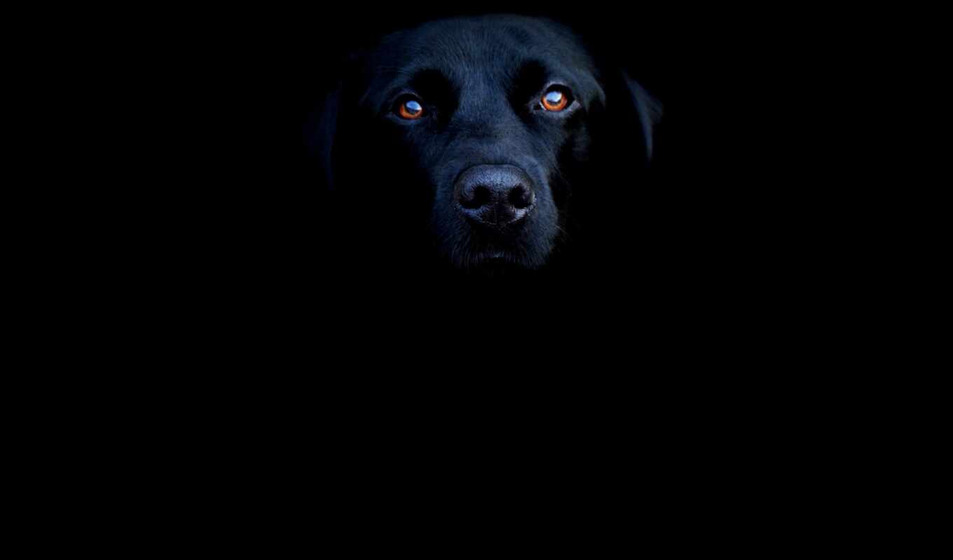 black, собака, labrador, animal, retriever, млекопитающее