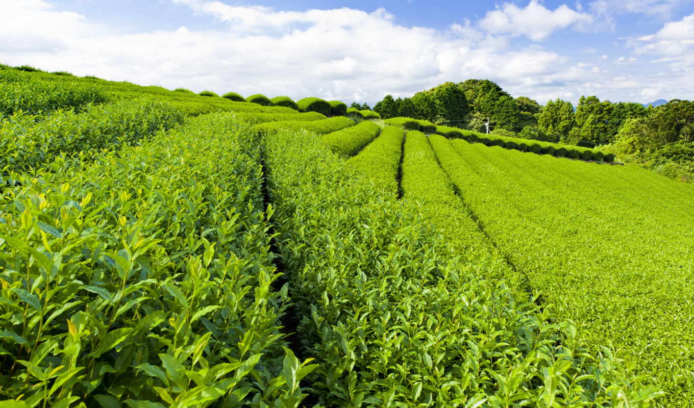 небо, зелёный, листва, сочи, чая, плантация, чайные, чая, плантации, чайная, чайных