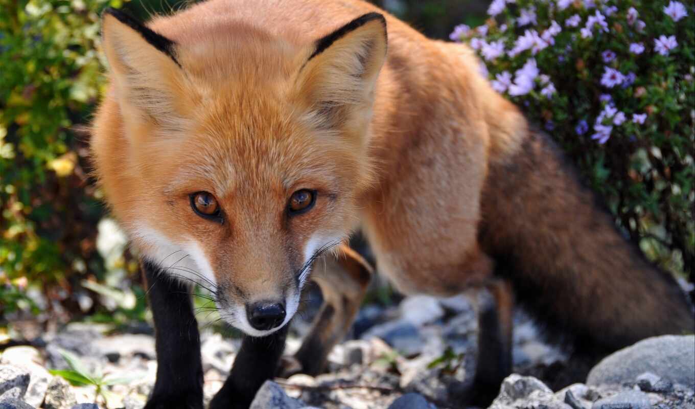 view, picture, page, ginger, fox, muzzle, foxes, different, zhivotnye